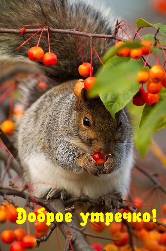Доброе утречко!