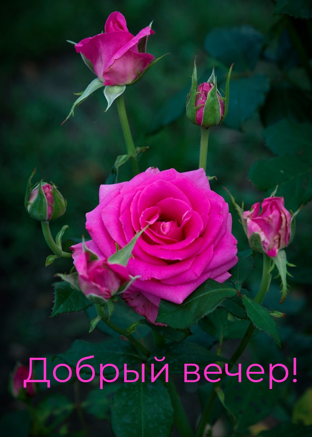 Добрый вечер!
