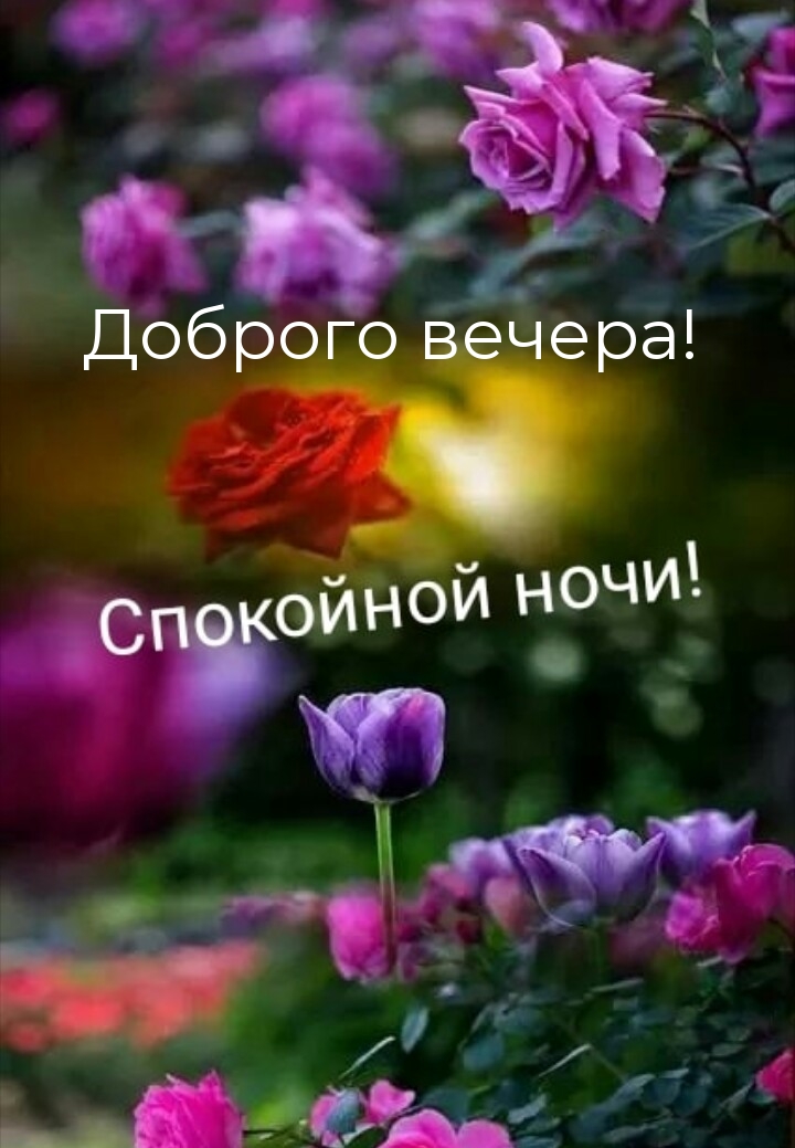 Доброго вечера! Спокойной ночи!