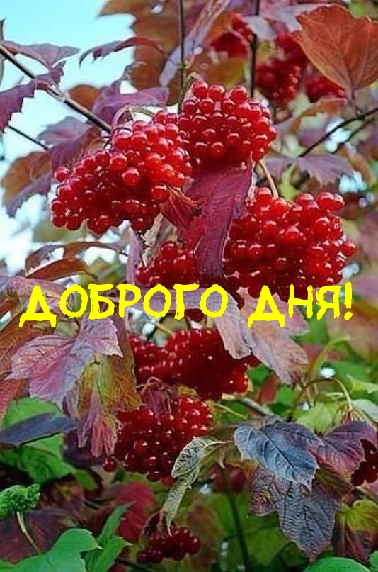 Доброго дня!