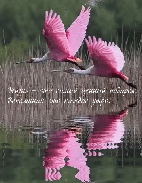 Жизнь – это самый ценный подарок