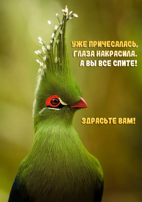 Здрасьте Вам!