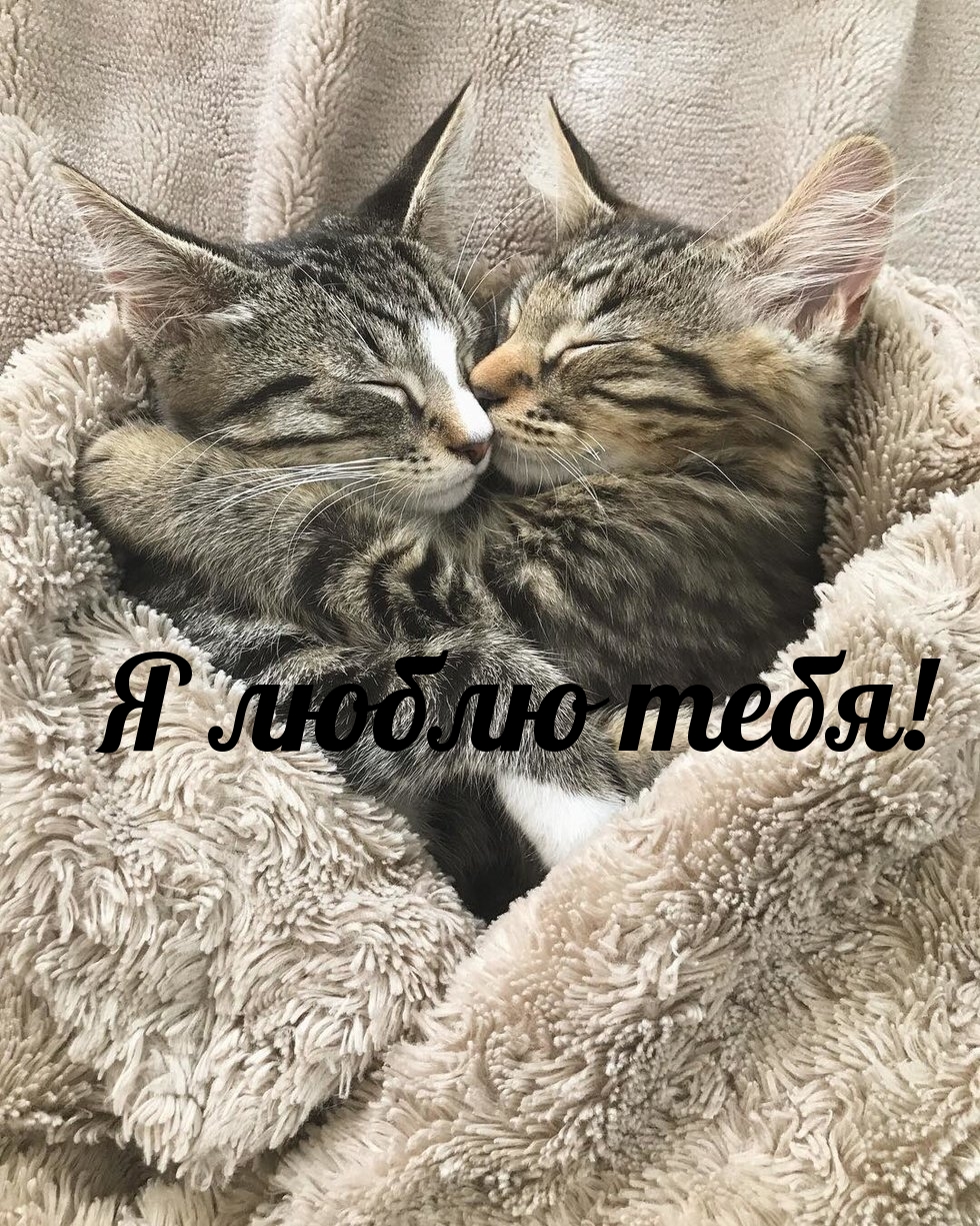 Я люблю тебя!