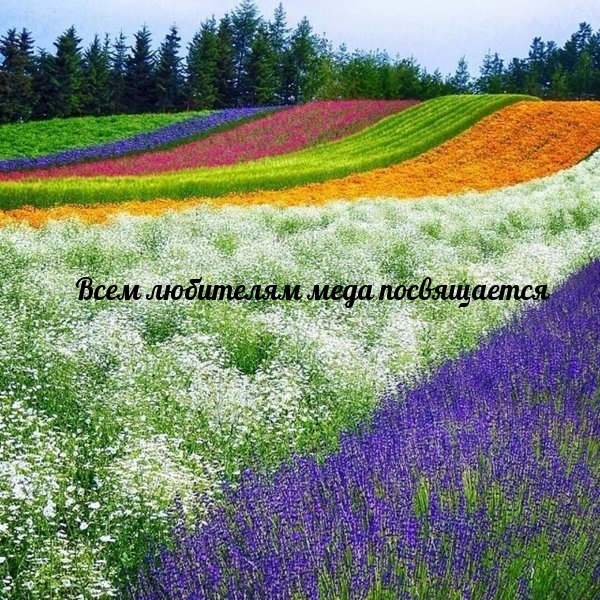 Всем любителям меда посвящается