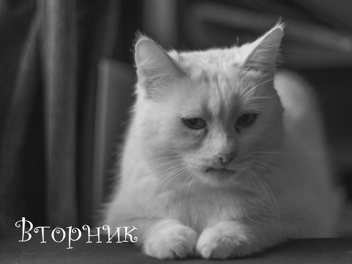 Вторник