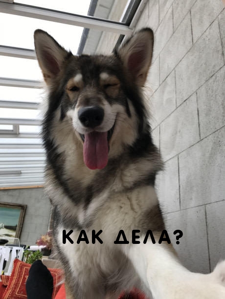 Как дела? От пса