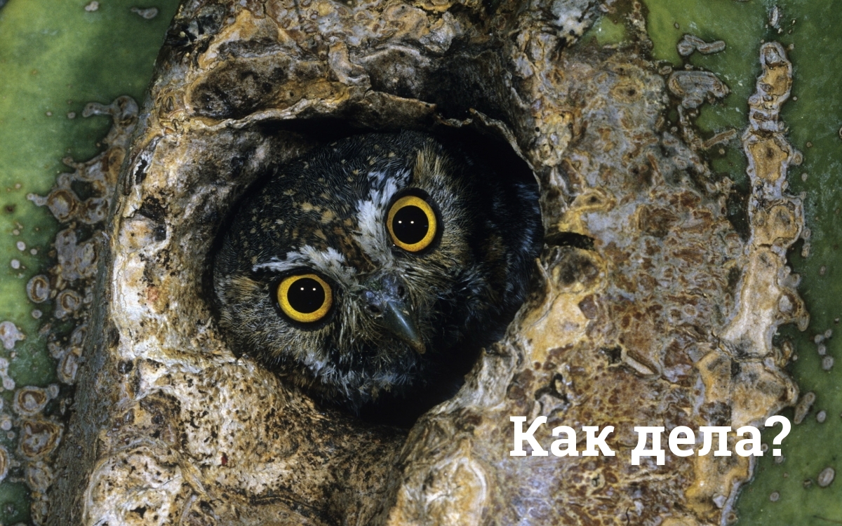 Как дела?