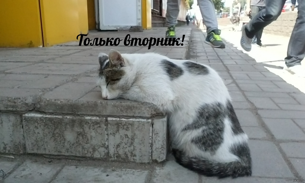 Картинки с надписями.  Только вторник!.