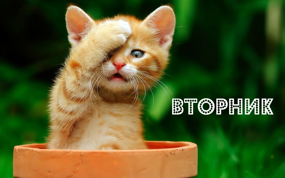 Вторник