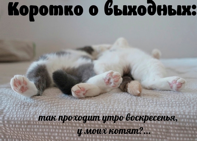 Так проходит утро воскресенья, у моих котят?