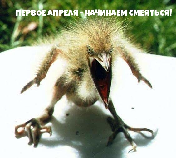 ПЕРВОЕ АПРЕЛЯ — НАЧИНАЕМ СМЕЯТЬСЯ!