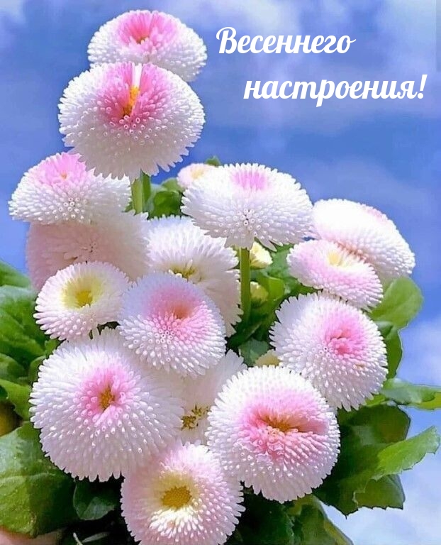 Картинки с надписями.  Весеннего настроения!.