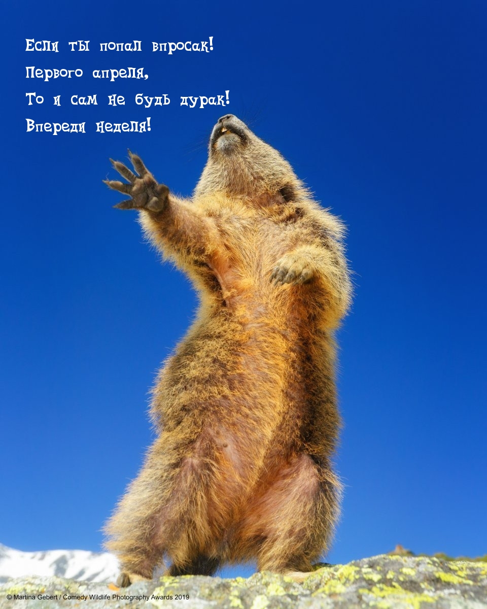 Если ты попал впpосак! Пеpвого апpеля