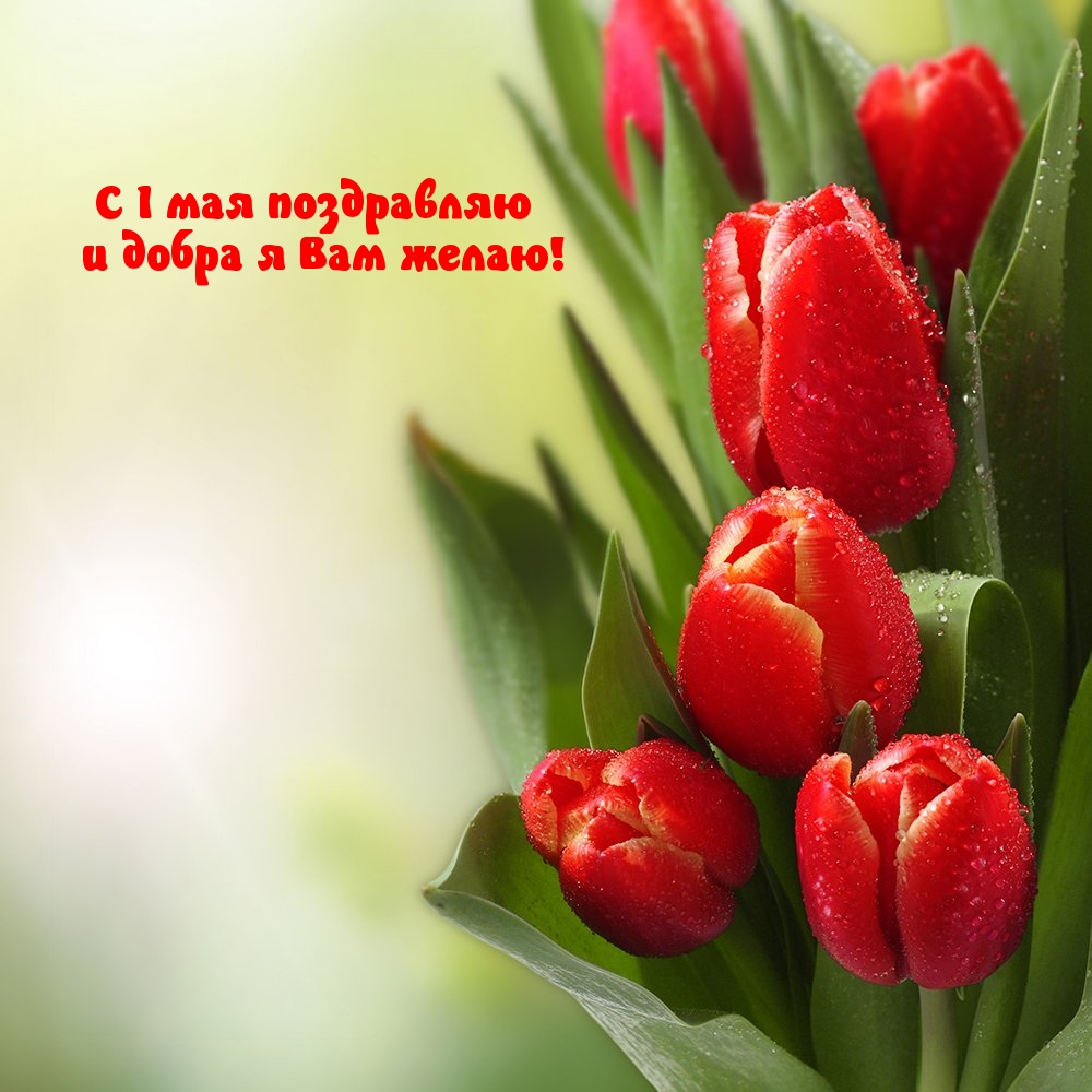 С 1 мая поздравляю и добра я Вам желаю!