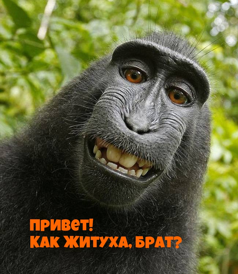 Привет! Как житуха, брат?
