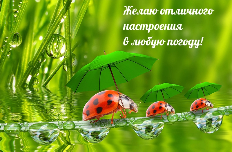 Желаю отличного настроения в любую погоду!