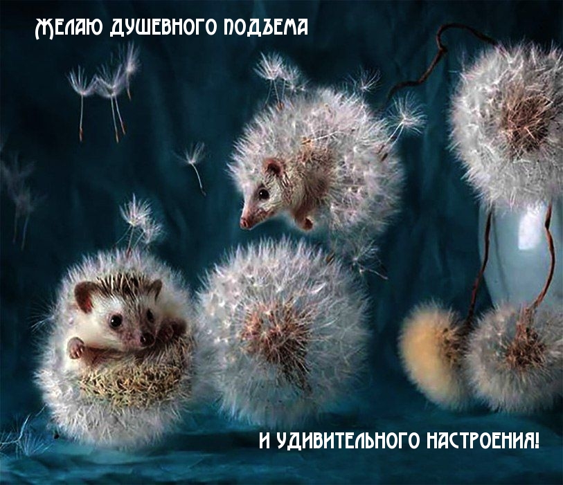 Желаю душевного подъема и удивительного настроения!