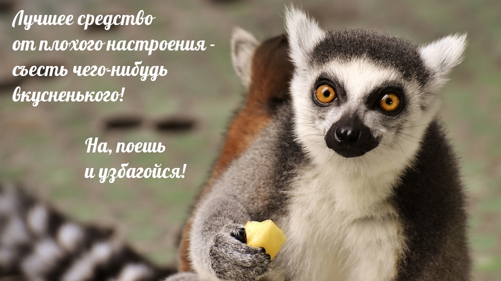 Лучшее средство от плохого настроения