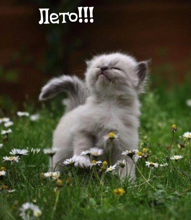 Лето!
