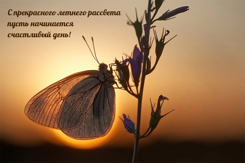 С прекрасного летнего рассвета