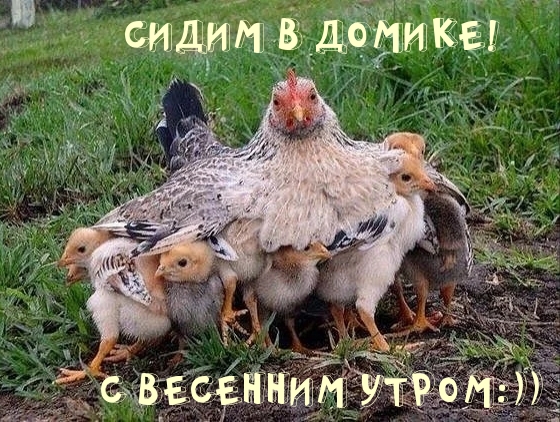 СИДИМ В ДОМИКЕ! С ВЕСЕННИМ УТРОМ:))