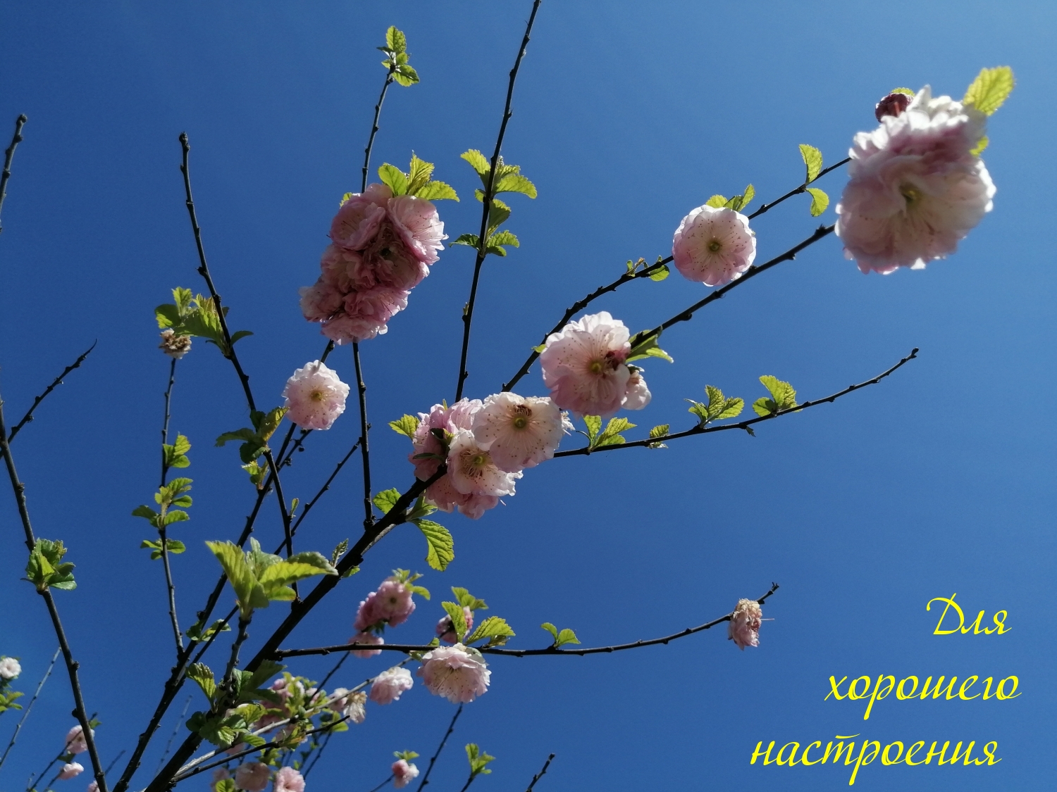 Для хорошего настроения