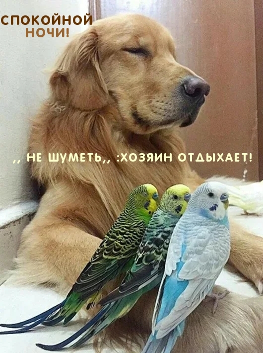 Спокойной НОЧИ! Не шуметь! Хозяин отдыхает!