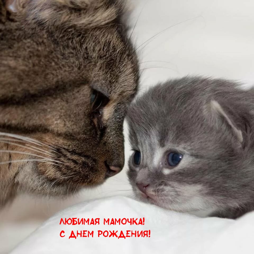 Любимая мамочка! С днем рождения!