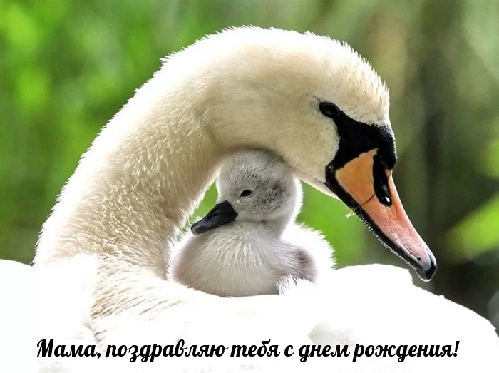 Мама, поздравляю тебя с днем рождения!