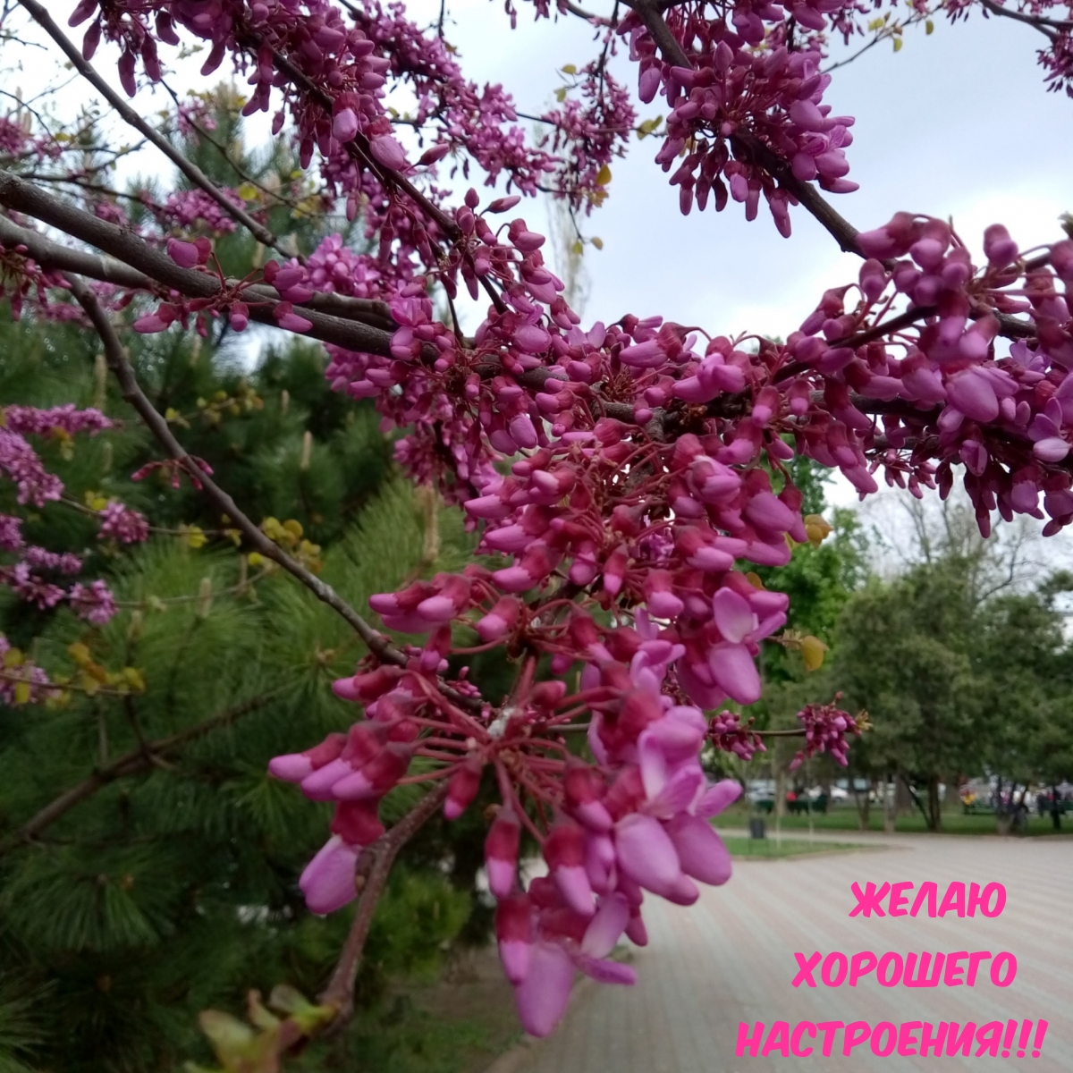 Желаю хорошего настроения!