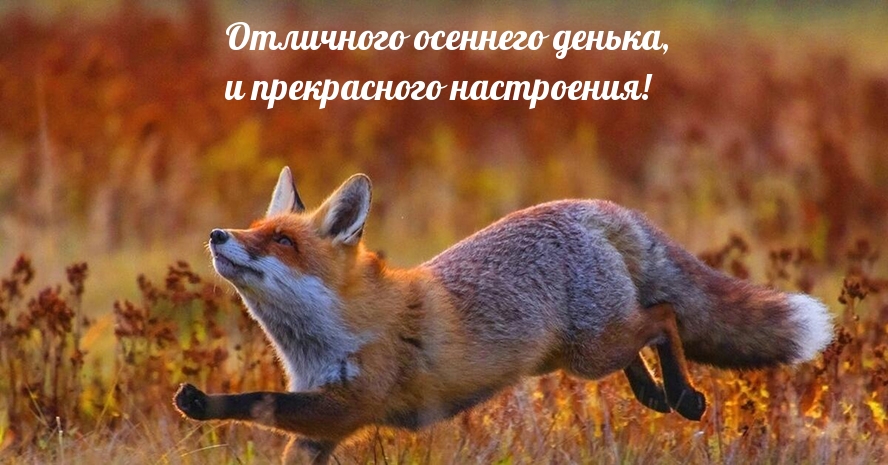 Отличного осеннего денька и настроения!