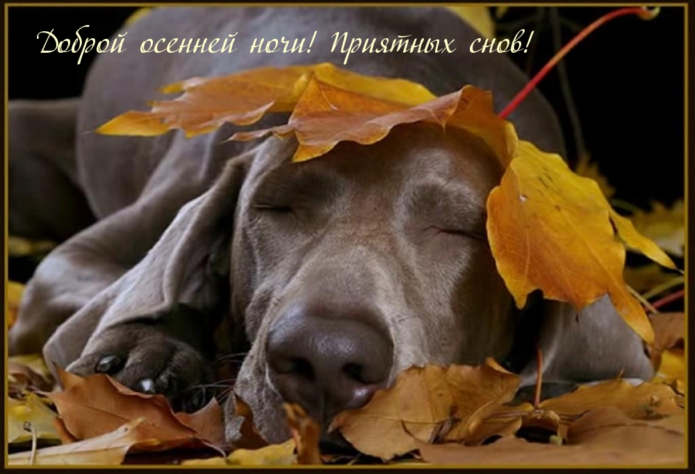 Доброй осенней ночи! Приятных снов!