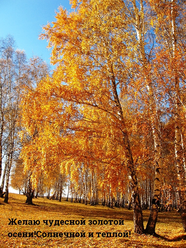 Желаю чудесной золотой осени!