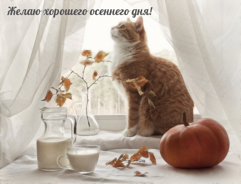 Желаю хорошего осеннего дня!