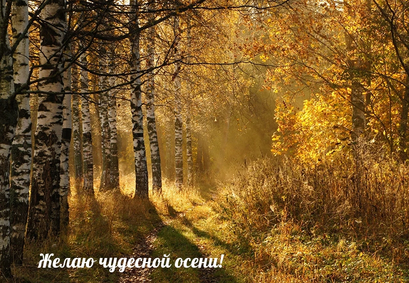 Желаю чудесной осени!