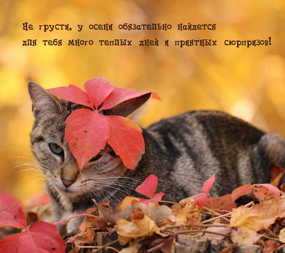 Не грусти, у осени обязательно найдется сюрприз