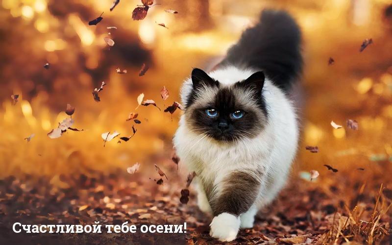 Счастливой тебе осени!