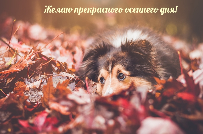 Желаю прекрасного осеннего дня!