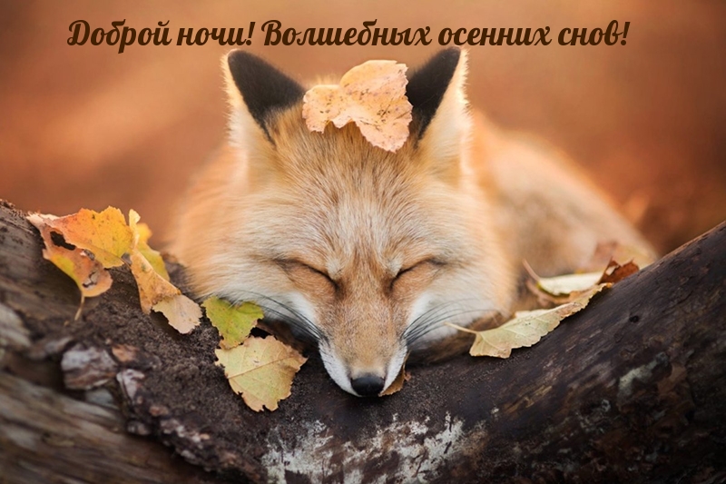 Доброй ночи! Волшебных осенних снов!
