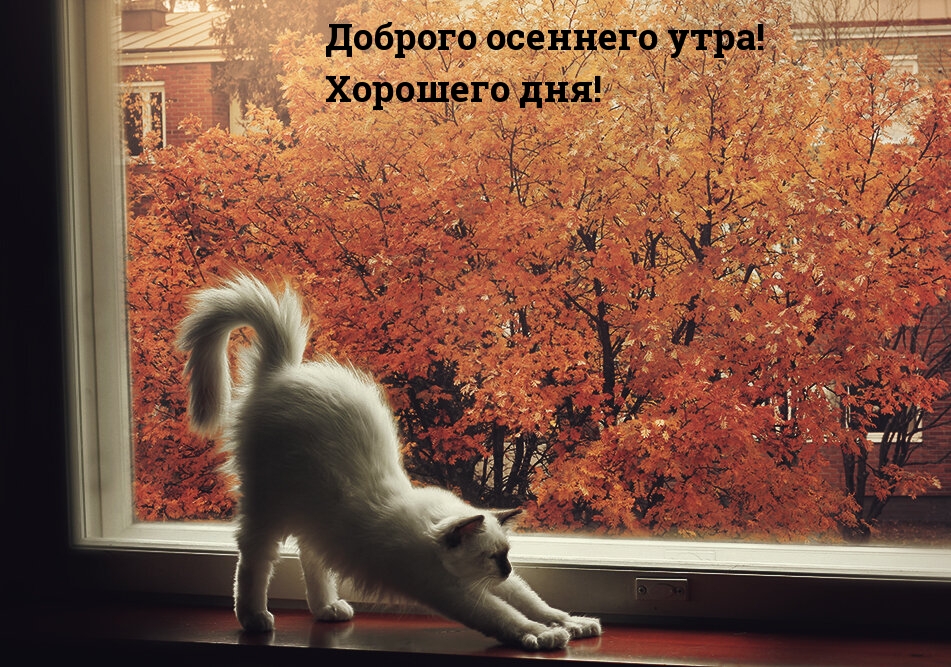 Доброго осеннего утра! Хорошего дня!