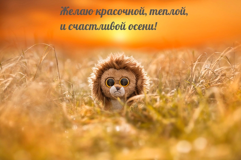 Желаю красочной, теплой, и счастливой осени!