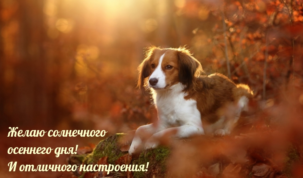 Желаю солнечного осеннего дня!
