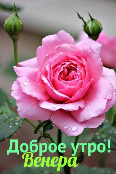 Венера, доброе утро!