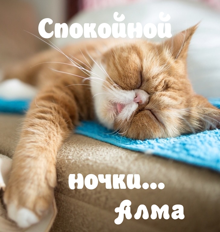 Алма, спокойной ночки…