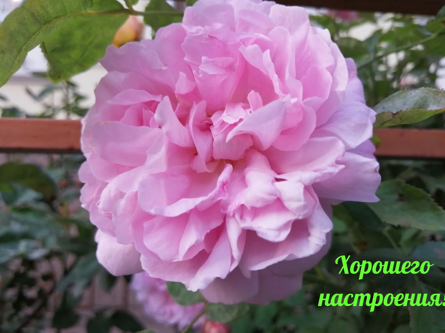 Хорошего настроения!