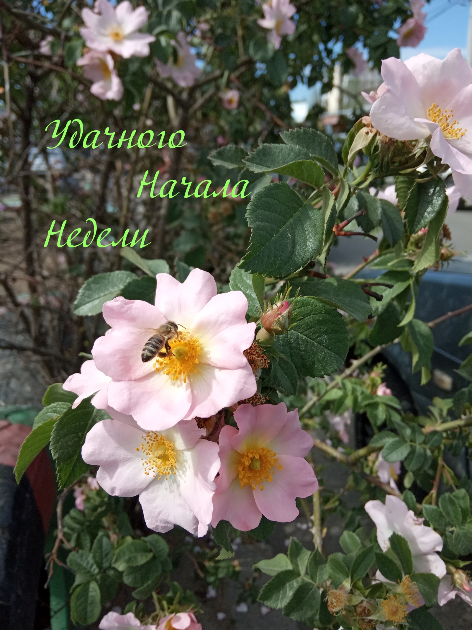 Удачного Начала Недели