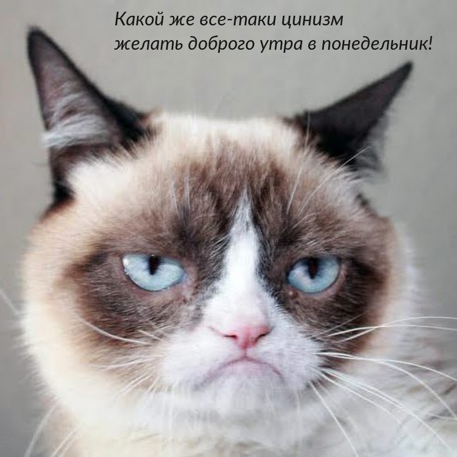 Цинизм — желать доброго утра в понедельник!