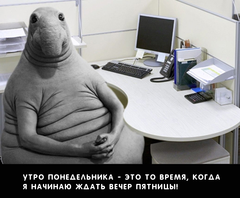 Утро понедельника — я начинаю ждать вечер пятницы!