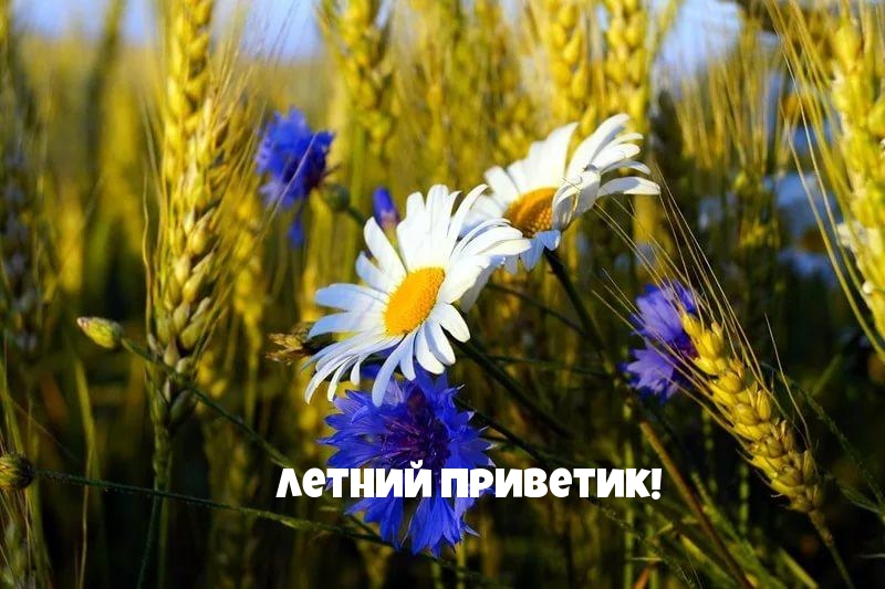 Летний приветик!