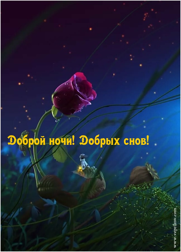 Доброй ночи! Добрых снов!